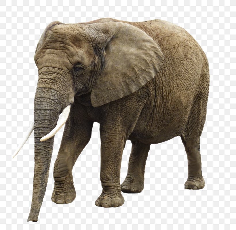 Elephant Clip Art, PNG, 800x800px, African Elephant, Display Resolution, Elephant, Elephants And Mammoths, Elephants In Thailand Download Free