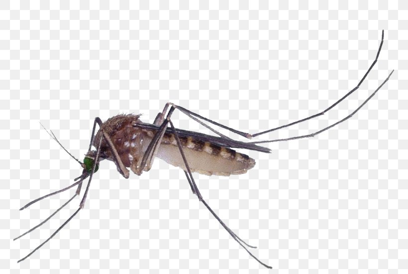 Marsh Mosquitoes Pest Control Culex Pipiens Fly, PNG, 765x550px, Marsh Mosquitoes, Ant, Arthropod, Bed Bug, Centipedes Download Free