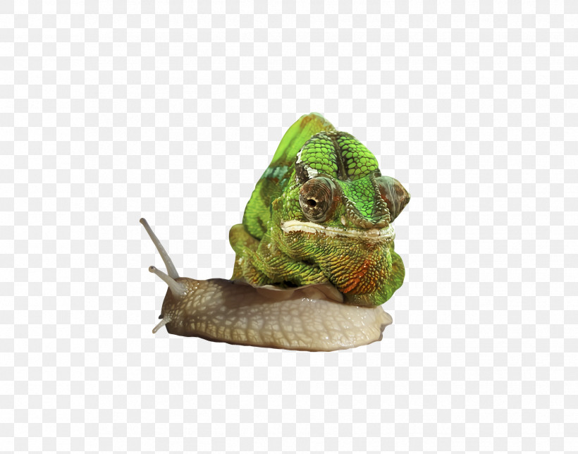 Snail, PNG, 1832x1440px, Snail Download Free