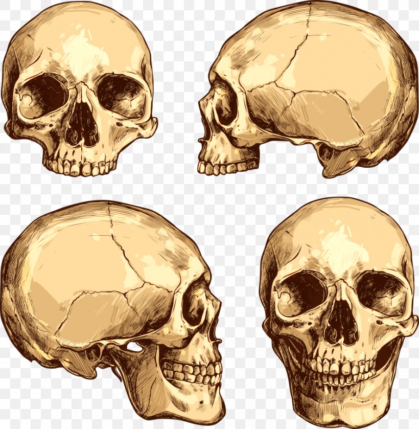 Skull Drawing Royalty-free Illustration, PNG, 887x908px, Skull, Bone, Drawing, Head, Human Download Free