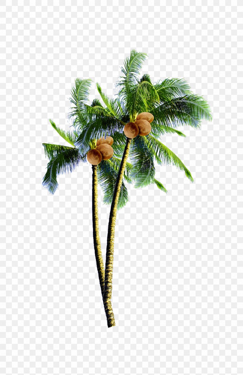 Coconut Candy Arecaceae Tree, PNG, 1688x2606px, Arecaceae, Arecales, Branch, Coconut, Coconut Candy Download Free