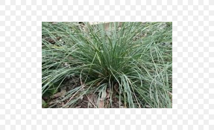 Sweet Grass Vetiver Lemongrass Plant Community, PNG, 500x500px, Sweet Grass, Chrysopogon, Chrysopogon Zizanioides, Community, Evergreen Download Free