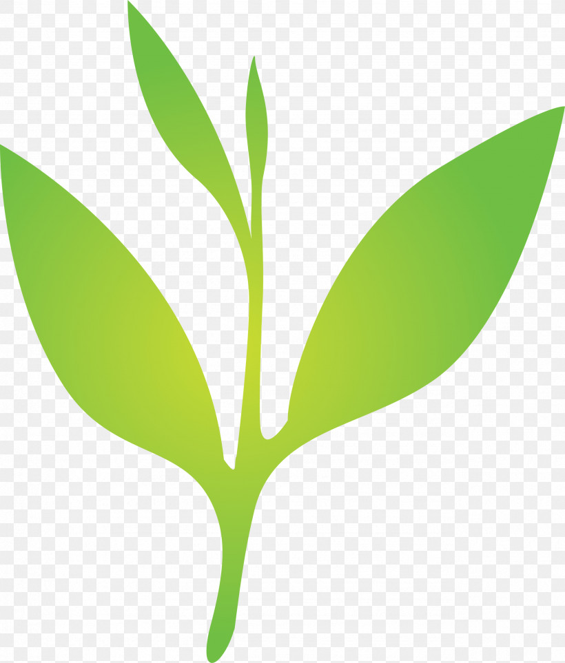 Tea Leaves Leaf Spring, PNG, 2554x3000px, Tea Leaves, Eucalyptus, Flower, Green, Leaf Download Free