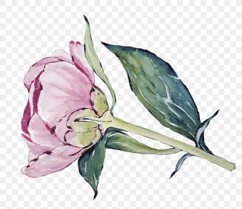 Cabbage Rose Cut Flowers Petal Plant Stem Herbaceous Plant, PNG, 1814x1566px, Cabbage Rose, Cut Flowers, Flower, Flowering Plant, Herbaceous Plant Download Free