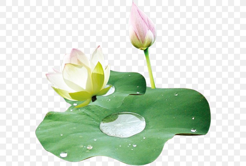 Nelumbo Nucifera Leaf Lotus Effect Food, PNG, 588x555px, Nelumbo Nucifera, Aquatic Plant, Concepteur, Designer, Floral Design Download Free