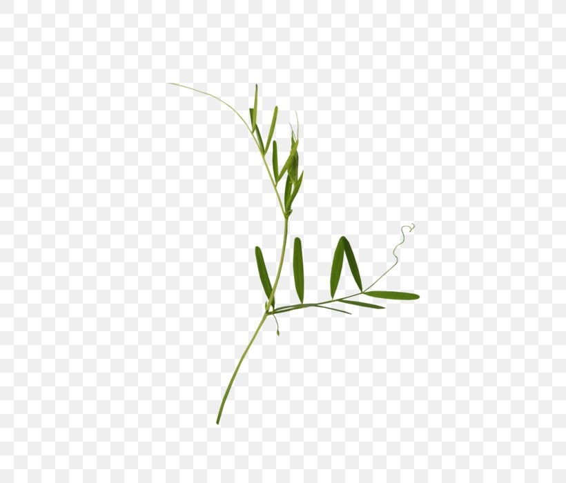 Twig Plant Stem Grasses Leaf Font, PNG, 560x700px, Twig, Botany, Branch, Elymus Repens, Flower Download Free