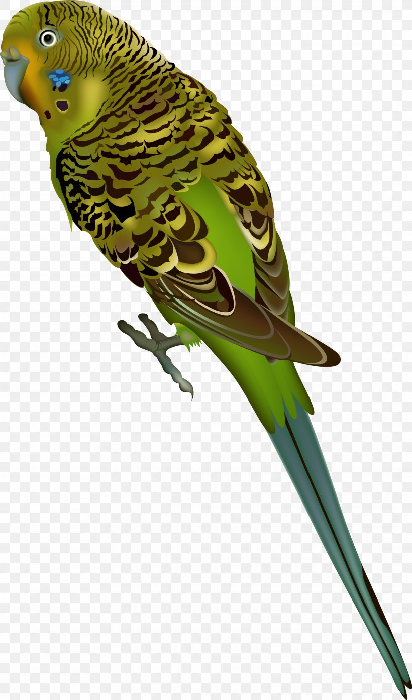 Budgerigar Parrot Bird Parakeet Clip Art, PNG, 2126x3613px, Budgerigar, Beak, Bird, Common Pet Parakeet, Fauna Download Free