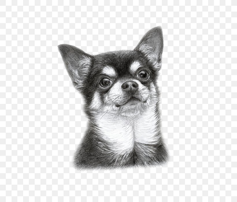 Chihuahua Puppy Dog Breed Companion Dog Drawing, PNG, 498x700px, Chihuahua, Art, Artist, Black And White, Canvas Download Free