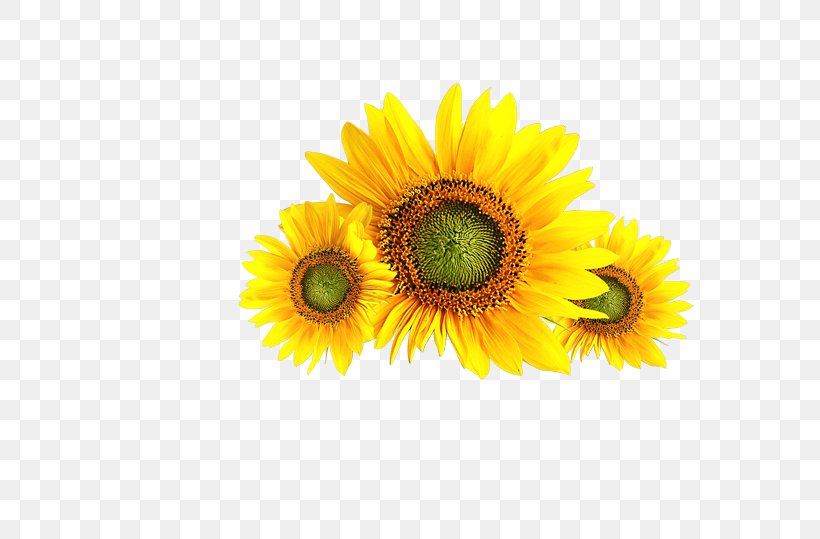 Common Sunflower Download, PNG, 700x539px, Common Sunflower, Computer, Daisy Family, Flower, Flowering Plant Download Free