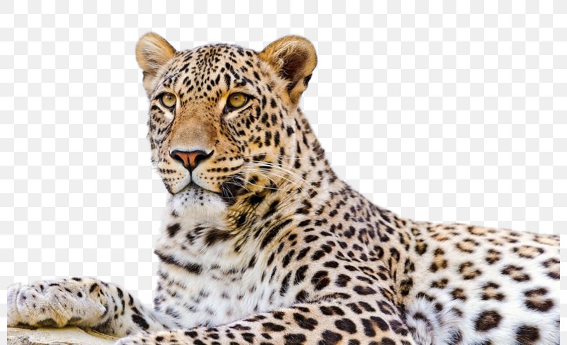 Persian Leopard Snow Leopard Desktop Wallpaper Felidae Amur Leopard, PNG, 800x500px, Persian Leopard, African Leopard, Amur Leopard, Big Cats, Carnivoran Download Free