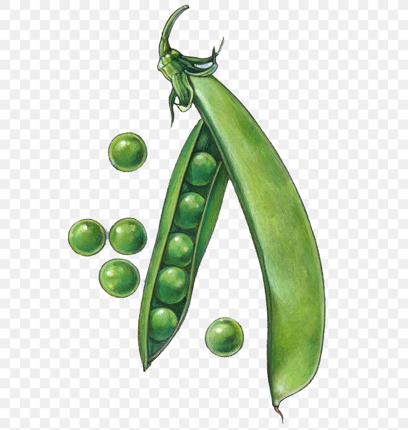 Snow Pea Drawing Snap Pea Clip Art, PNG, 564x864px, Snow Pea, Cartoon,  Drawing, Food, Fotosearch Download