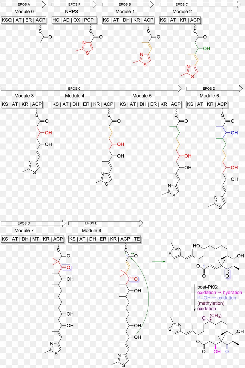 Epothilone Biosynthesis Tubulin Taxane Polyketide, PNG, 2182x3277px, Biosynthesis, Anticancer Drugs, Area, Cancer, Cancer Cell Download Free