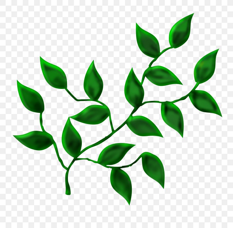 Leaf Tree Desktop Wallpaper, PNG, 800x800px, Leaf, Branch, Green, Maple Leaf, Petal Download Free