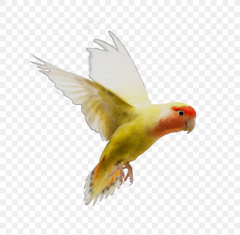 Lovebird Parakeet Feather Beak Fauna, PNG, 4249x4158px, Lovebird, Beak, Bird, Fauna, Feather Download Free