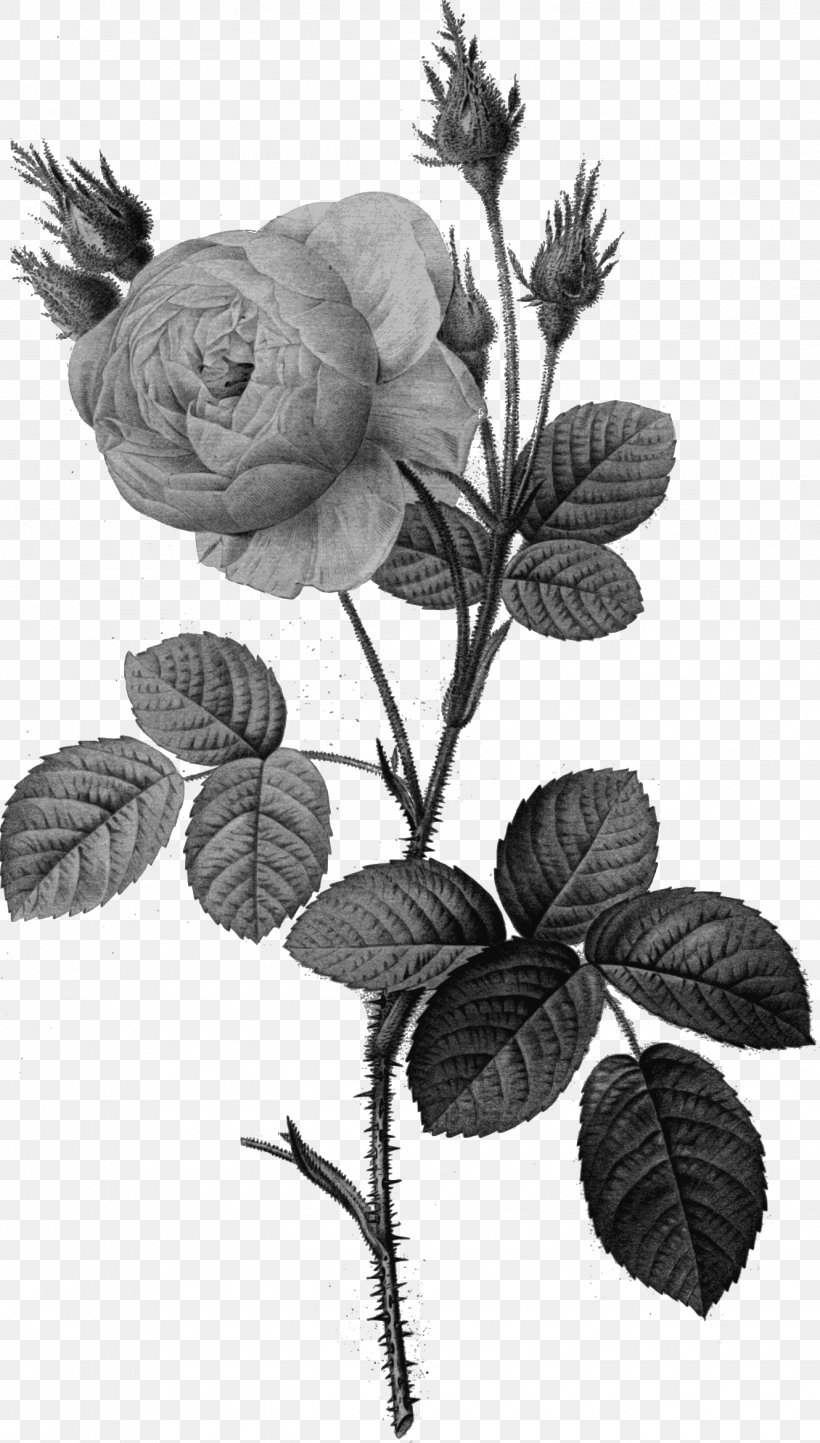 Moss Rose White Rose Of York Garden Roses Rosa Moschata Stock Photography, PNG, 1330x2342px, Moss Rose, Black And White, Branch, Cabbage Rose, Flora Download Free