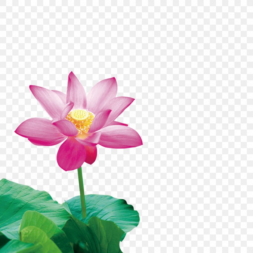 Mystic Symbols Android Flower Nelumbo Nucifera, PNG, 1000x1000px, Mystic Symbols, Android, Aquatic Plant, Blossom, Drawing Download Free
