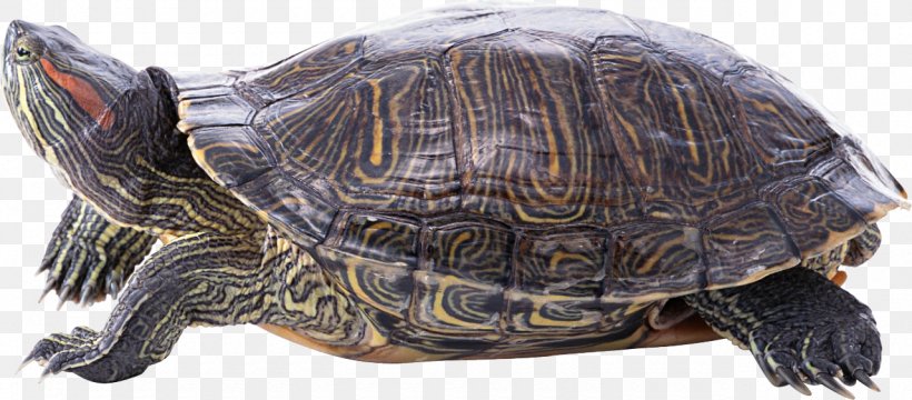 Sea Turtle Reptile Tortoise, PNG, 1280x563px, Turtle, Box Turtle, Box Turtles, Chelydridae, Common Snapping Turtle Download Free