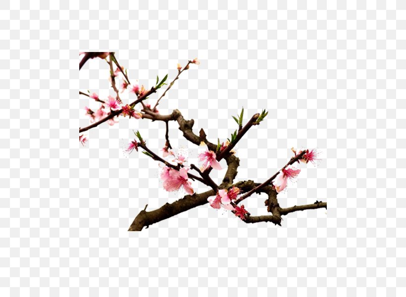 Twig Cherry Blossom Spring Plant Stem Petal, PNG, 500x600px, Twig, Blossom, Branch, Cherry, Cherry Blossom Download Free