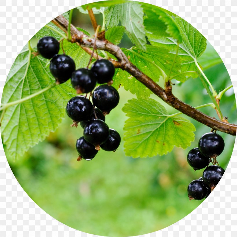 Zante Currant Blackcurrant Redcurrant Berry Fruit, PNG, 2000x2000px, Zante Currant, Aristotelia Chilensis, Berry, Bilberry, Blackberry Download Free