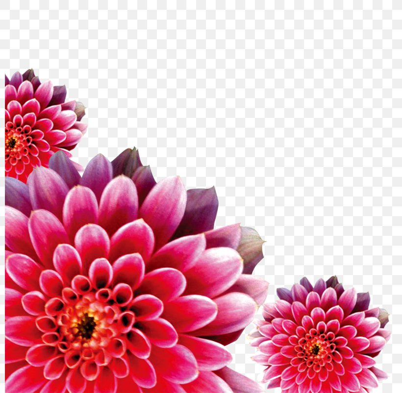 International Womens Day Woman Download, PNG, 800x800px, International Womens Day, Chrysanthemum, Chrysanths, Cut Flowers, Dahlia Download Free