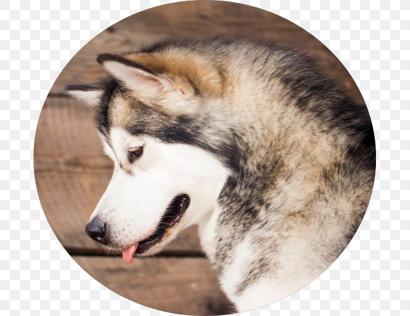 Miniature Siberian Husky Sakhalin Husky Tamaskan Dog Alaskan Malamute Canadian Eskimo Dog, PNG, 685x632px, Miniature Siberian Husky, Alaskan Husky, Alaskan Klee Kai, Alaskan Malamute, Canadian Eskimo Dog Download Free