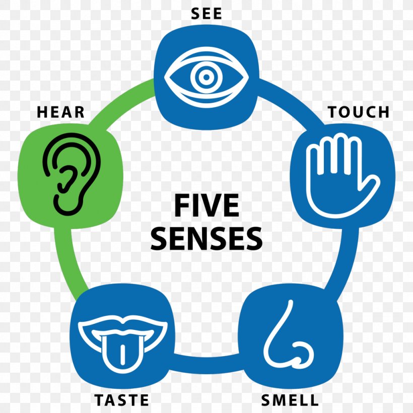 Sense Sensory Nervous System Education Sensory Receptor Sensation, PNG, 1024x1024px, Sense, Area, Brain, Brand, Cerebrum Download Free