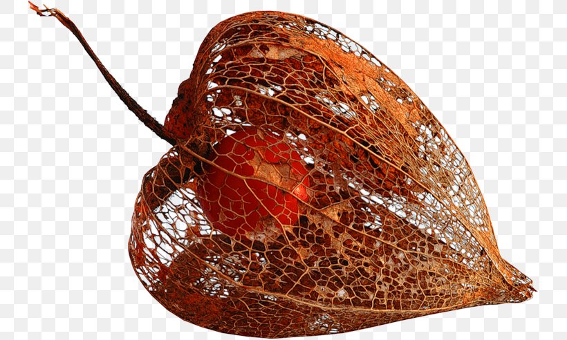 Chinese Lantern Plant Auglis Clip Art, PNG, 738x492px, Chinese Lantern, Auglis, Fruit, Invertebrate, Photoscape Download Free