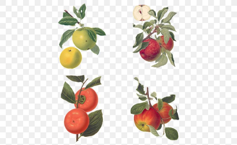 Illustration Drawing Botany Barbados Cherry Apple, PNG, 504x504px, Drawing, Acerola, Acerola Family, Apple, Barbados Cherry Download Free