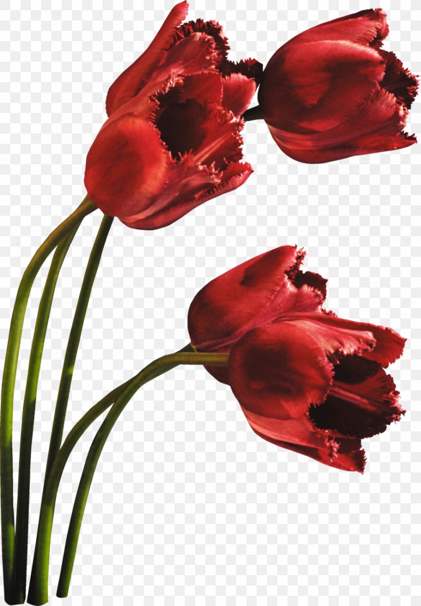 Tulip Cut Flowers Petal Plant, PNG, 889x1280px, Tulip, Birthday, Cut Flowers, Daytime, Flower Download Free