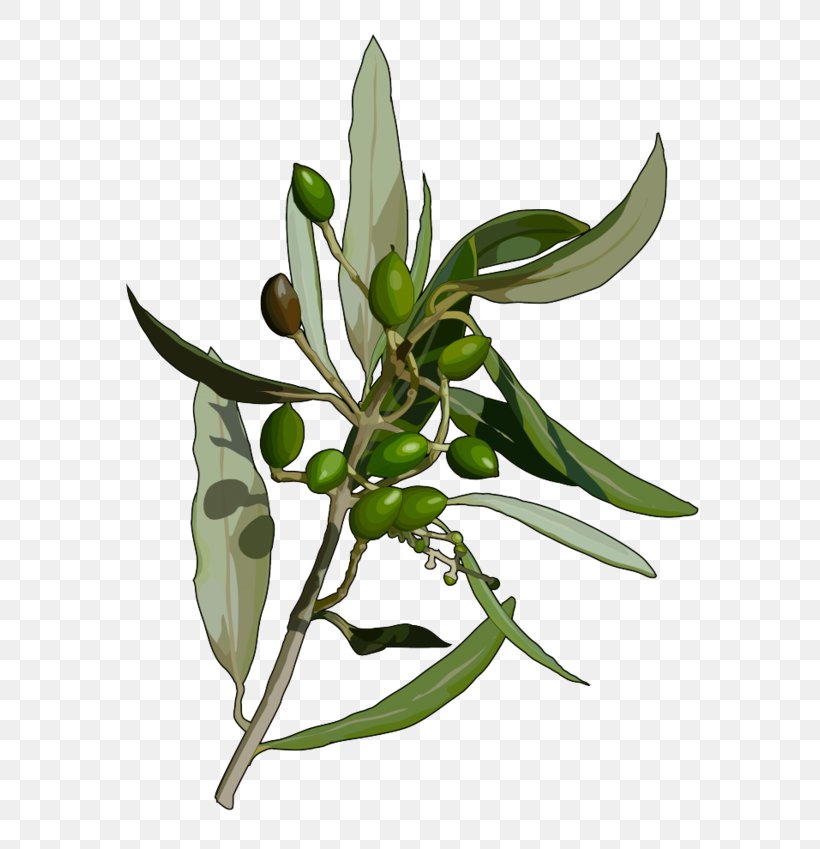 Canary Islands Olive Flora De Canarias Plants Leaf, PNG, 600x849px, Canary Islands, Abaksiaalsus, Botany, Branch, Canary Island Date Palm Download Free