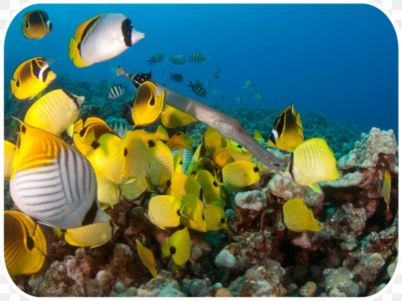Coral Reef Fish Jack's Diving Locker Molokini Underwater, PNG, 1024x769px, Coral Reef Fish, Aquarium, Coral, Coral Reef, Ecosystem Download Free