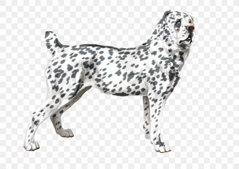 Dog Breed Dalmatian Dog Sporting Group GroupM, PNG, 1024x724px, Dog Breed, Breed, Carnivoran, Dalmatian, Dalmatian Dog Download Free