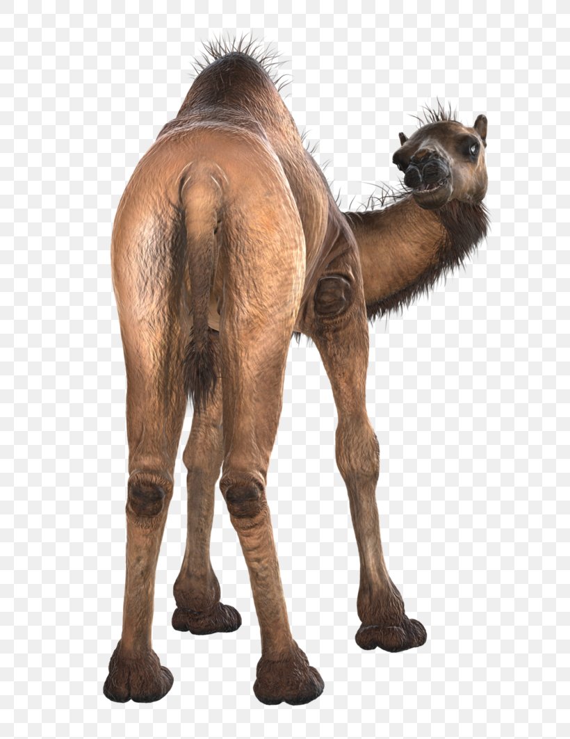 Dromedary Icon, PNG, 752x1063px, Dromedary, Animal, Arabian Camel, Camel, Camel Like Mammal Download Free