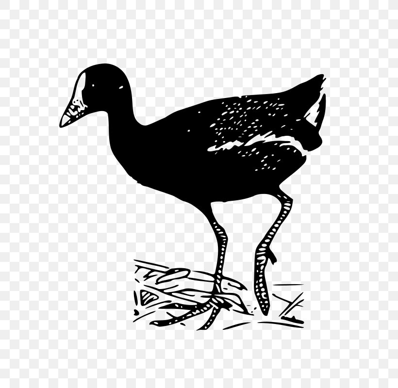 Duck Bird Goose Common Gallinule Clip Art, PNG, 756x800px, Duck, Beak, Bird, Bird Flight, Black And White Download Free