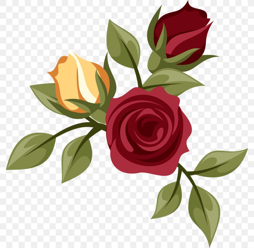 Garden Roses Centifolia Roses Drawing, PNG, 782x800px, Garden Roses, Centifolia Roses, Cut Flowers, Drawing, Floral Design Download Free