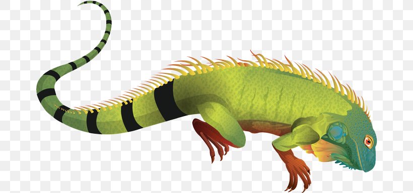 Green Iguana Clip Art Reptile Vector Graphics, PNG, 679x384px, Green Iguana, Amphibian, Animal, Animal Figure, Common Iguanas Download Free