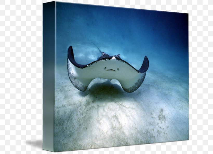 Myliobatoidei Smile Shark Happiness Manta Ray, PNG, 650x593px, Myliobatoidei, Animal, Batoidea, Cartilaginous Fish, Fish Download Free