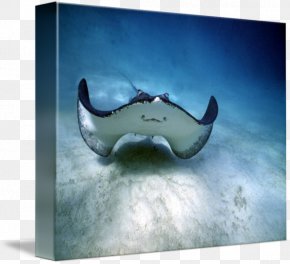 Smile - Myliobatoidei Smile Shark Happiness Manta Ray PNG