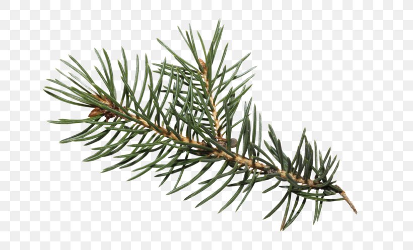 Clip Art Spruce Digital Image, PNG, 700x497px, Spruce, Branch, Christmas Day, Conifer, Digital Image Download Free