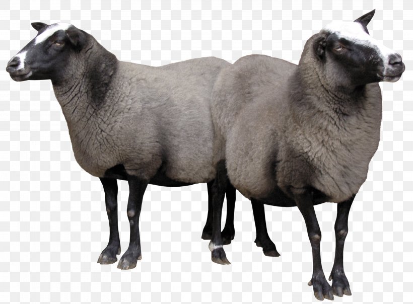 Sheep–goat Hybrid Cattle Cừu Merino Arles, PNG, 3107x2292px, Goat, Caprinae, Cattle, Cow Goat Family, Goat Antelope Download Free