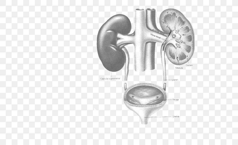 Urology Kidney Surgery Nephrology Clinic, PNG, 670x500px, Watercolor, Cartoon, Flower, Frame, Heart Download Free