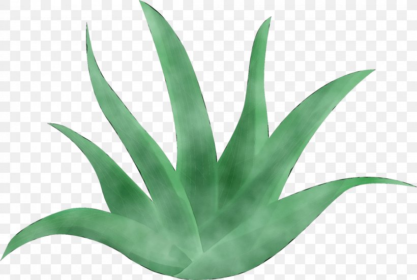 Agave INAV DBX MSCI AC WORLD SF Plant Stem Aloe Vera Leaf, PNG, 2207x1483px, Agave, Agave Azul, Aloe, Aloe Vera, Aloes Download Free