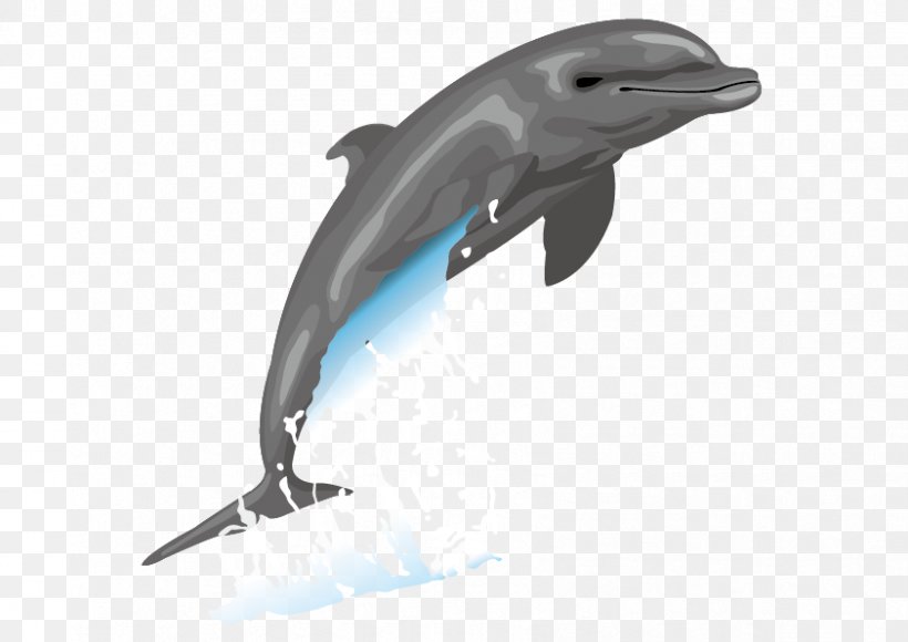Dolphin Free Content Drawing Clip Art, PNG, 842x596px, Dolphin, Beak, Cartoon, Common Bottlenose Dolphin, Drawing Download Free