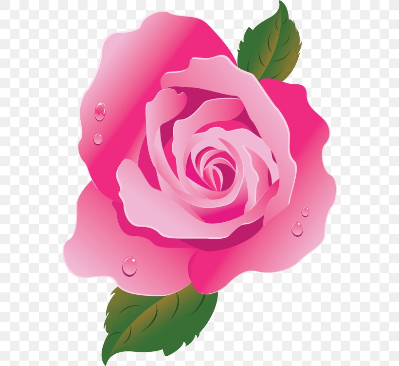 Garden Roses Pink Centifolia Roses Drawing, PNG, 564x751px, Garden Roses, Annual Plant, Centifolia Roses, China Rose, Drawing Download Free