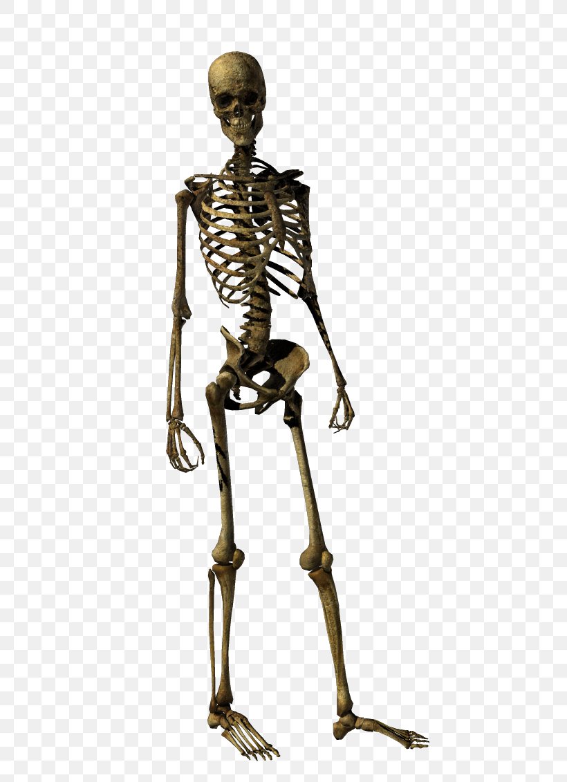 Human Skeleton Bone Human Skull, PNG, 462x1131px, Skeleton, Armour, Biology, Bone, Bronze Sculpture Download Free