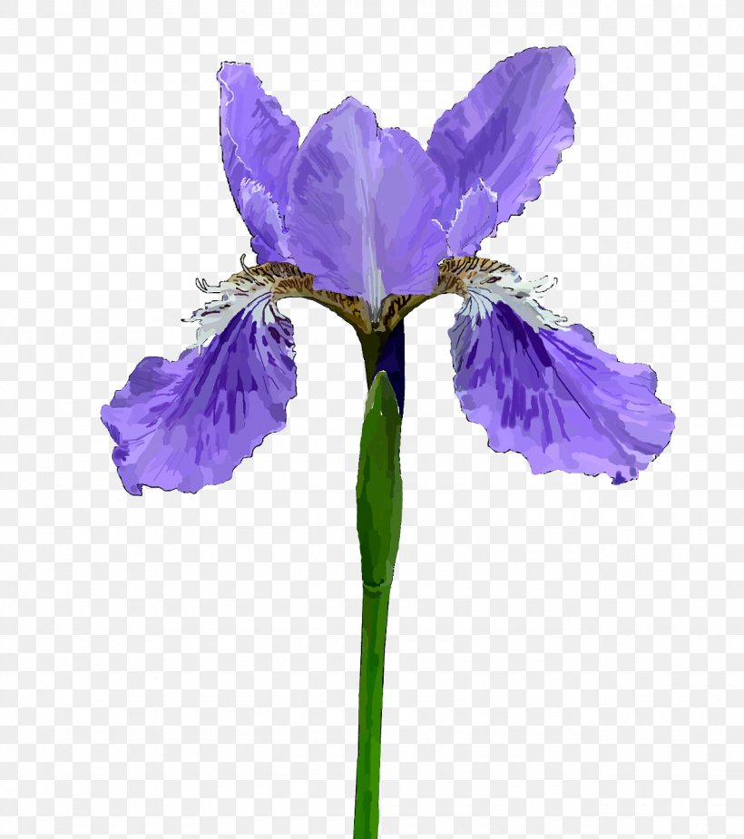 Illustration Creative Work French Hydrangea Petal Flower, PNG, 1280x1445px, Creative Work, Common Poppy, Designer, Flower, Flowering Plant Download Free