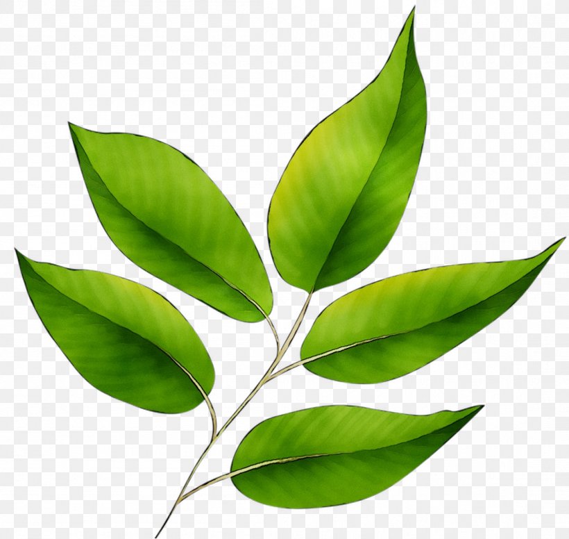Leaf Plant Stem Plants, PNG, 1102x1044px, Leaf, Bay Leaf, Coca, Flower, Flowering Plant Download Free