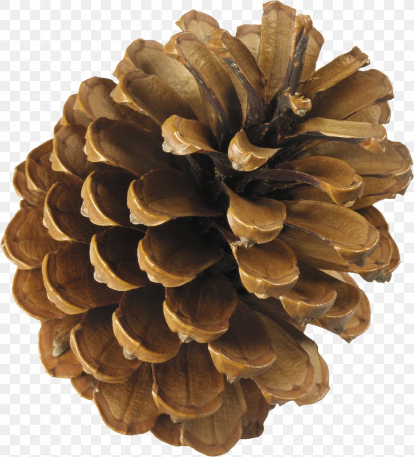 Conifer Cone Clip Art Pine Spruce, PNG, 928x1024px, Conifer Cone, Conifers, Digital Image, Fir, Material Download Free