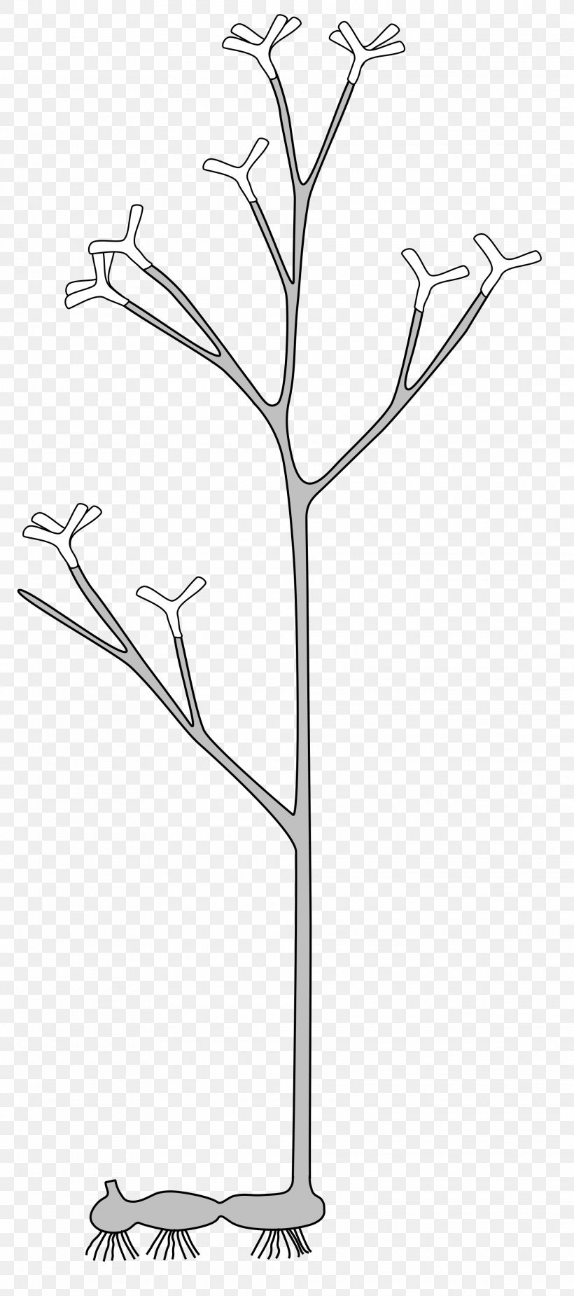 Rhynie Chert Horneophyton Protracheophyta Cooksonia Vascular Plant, PNG, 1920x4334px, Rhynie Chert, Area, Black And White, Branch, Cooksonia Download Free