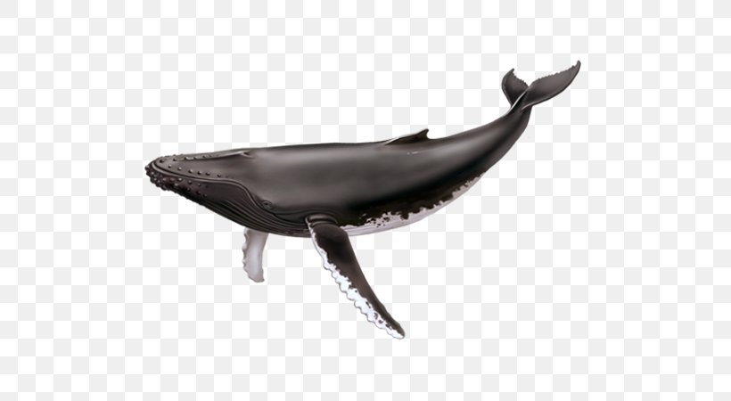 Saguenay–St. Lawrence Marine Park Cetacea Humpback Whale Blue Whale Tadoussac, PNG, 600x450px, Cetacea, Beluga Whale, Blue Whale, Bowhead Whale, Common Minke Whale Download Free